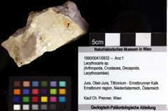 Foto (Objket + Etiketten) von Lecythocaris sp. 